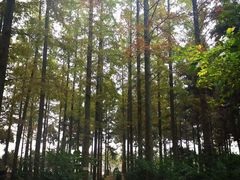 -东平国家森林公园