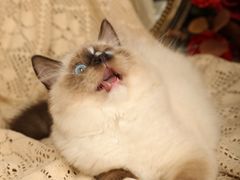 -超宠爱宠物摄影-Super pet