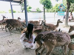 -鹿境梅花鹿生态园区