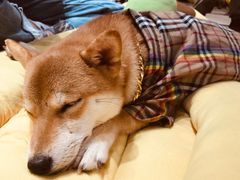 -逗柴咖啡屋·狗咖猫咖宠物桌游