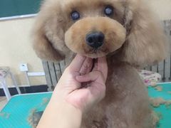-美联众合爱康动物医院•复杂内科•肿瘤科•牙科•腔镜诊疗中心