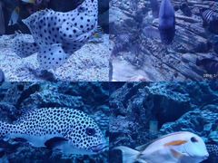 -成都浩海立方海洋公园