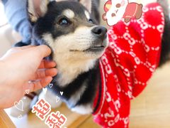 -柴犬小屋·柴餐厅·狗咖食堂(金鼎广场店)