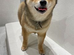 -柴迷FANS CLUB·柴犬狗咖·猫咖