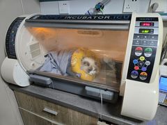 -半岛宠物医院24小时·内窥镜·牙科·碎石中心(府城大道店)
