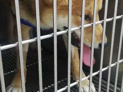 -A猫a狗全科·犬猫异宠·芥西宠物医院(南开总院)