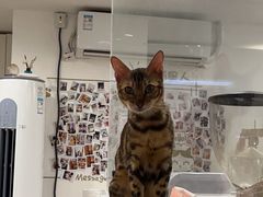 -楼上猫咖(罗湖店)