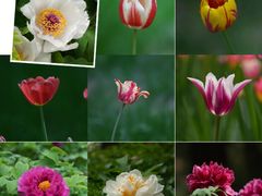 -国家植物园南园