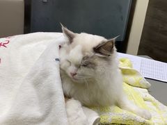 -爱侣宠医·鹦鹉专科·小型哺乳类·异宠专科(灵石路店)