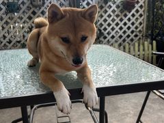 -柴犬高等学院·狗咖·柴犬售卖·宠物训练