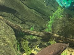 -瑞普利水族馆