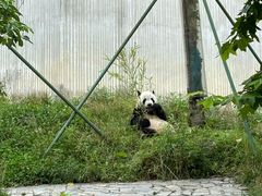 -卧龙中华大熊猫苑神树坪基地