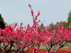 -朝阳公园