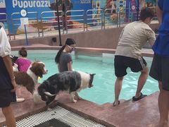 -帕帕拉兹宠物(亚洲旗舰店)