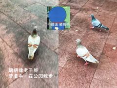 -九龙公园
