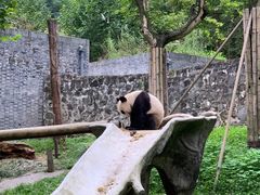 -都江堰中华大熊猫苑