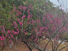 -神光山国家森林公园