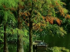 -深圳仙湖植物园