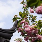在狮子林遇上梦幻紫