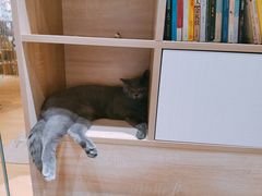 -藏猫猫咖啡主题馆(中央大道店)