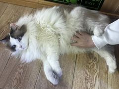 -白兔子密室(长寿路店)