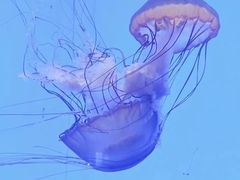 -上海海洋水族馆