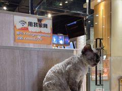 -藏猫猫咖啡主题馆(中央大道店)