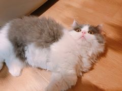 -猫腻·猫咖·撸猫馆(星光大道店)