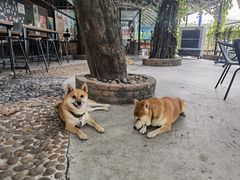 -柴犬高等学院·狗咖·柴犬售卖·宠物训练