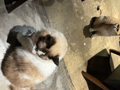 -咖法森林·咖啡  酒吧(天河店)