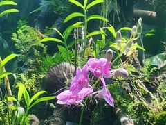 -东莞植物园