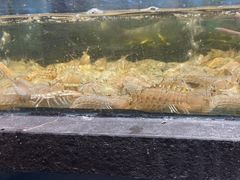 -龙宴海鲜城(经中路店)