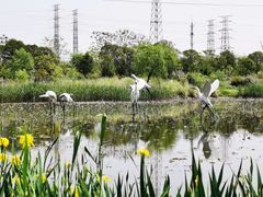 -上海长兴岛郊野公园
