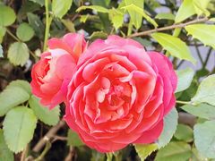 -常熟路(地铁站)