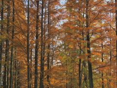 -白鹭湾湿地公园