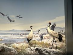 -中国湿地博物馆