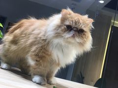 -藏猫猫咖啡主题馆(中央大道店)