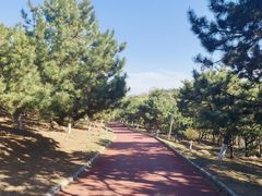-云岗森林公园