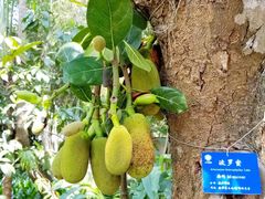 -中国科学院西双版纳热带植物园