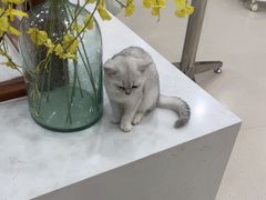 -共舞时光猫咖·狗咖(新街口店)