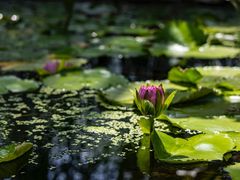 -国家植物园南园