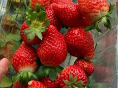 -万源龙顺度假庄园生态观光园