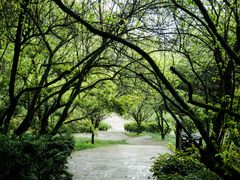 -南山植物园