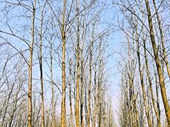 -合肥滨湖国家森林公园