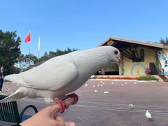 -东部华侨城
