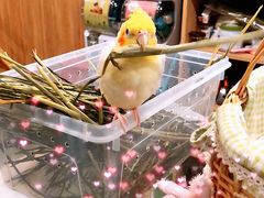 -藦茜花园宠物主题亲子互动体验馆(国顺东路店)