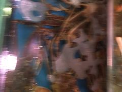 -吉友粥底火锅(方斜路店)