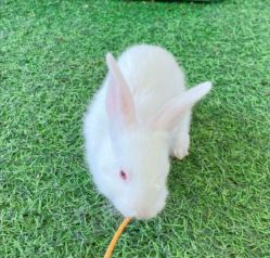 -萌宠亲子动物乐园(槐房万达店)