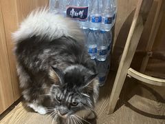 -MOCHA明星猫咖(田子坊店)