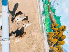 -西霞口神雕山野生动物世界